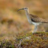 Koliha mala - Numenius phaeopus - Whimbrel 7662